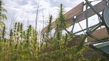Combine harvester collecting Hemp or Cannabis on field outside.の写真素材