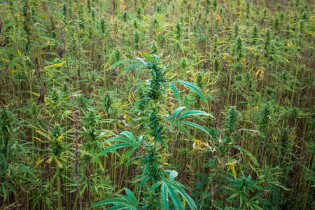 Cannabis plants on field. Industrial Hemp farm. Medical marijuana.