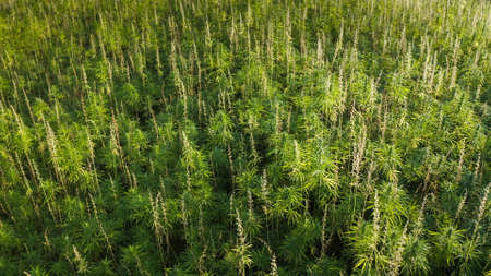 Aerial view of a hemp field. Drone flying over Cannabis plants.の写真素材