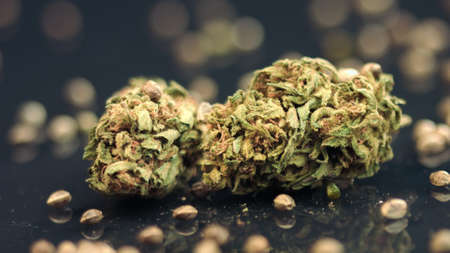 Cannabis seeds with dried buds. Medical marijuana, close up.の写真素材