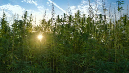 Cannabis or hemp plants growing on field for cannabidiol production. Sun shining through marijuana leaves.の写真素材