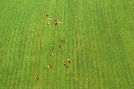 Cows at cattle farm on the grassy pasture on a sunny day.