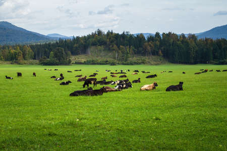 Cows at cattle farm on the grassy pasture on a sunny day.