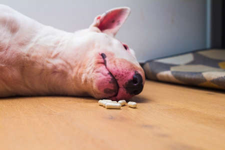 Sick or poisoned english bull terrier dog laying on floor.の写真素材