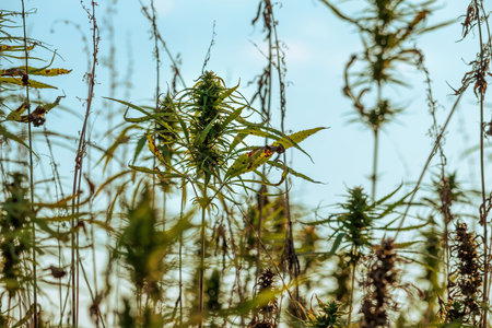 Field of industrial Hemp. Cannabis sativa growing farm.の写真素材
