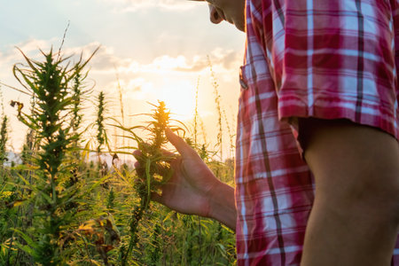 Farmer working on hemp field checking cannabis plants in the sun.の写真素材