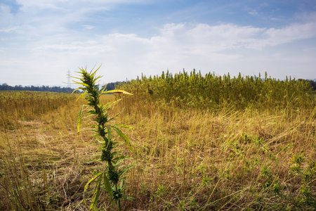 Harvested Industrial Hemp field for cbd production. Collected cannabis sativa plants.の写真素材