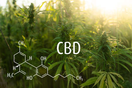 Cannabis plants with the CBD chemical formula. Cannabidiol molecule.の写真素材