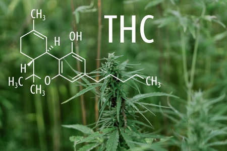 Cannabis plants with the THC chemical formula. Tetrahydrocannabinol molecule.の写真素材