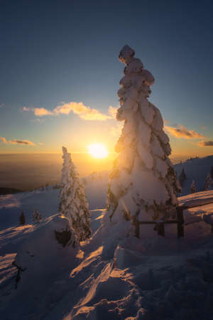 Beautiful sunset in the mountains at winter with spruce forest covered in snow.の写真素材