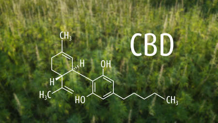 Cannabis plants with the CBD chemical formula. Cannabidiol molecule.の写真素材