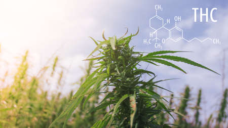 Cannabis plants with the THC chemical formula. Tetrahydrocannabinol molecule.の写真素材