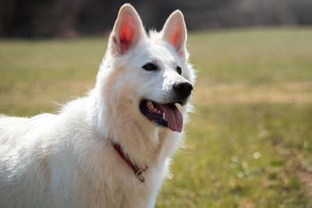 White Swiss Shepherd Dog on a green meadow in nature.の写真素材