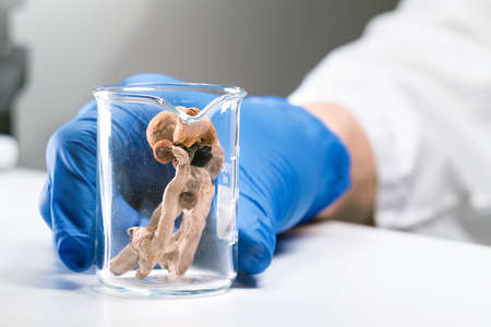 Magic Mushrooms in laboratory. Psilocybin science and research. Person examining fungi.の写真素材