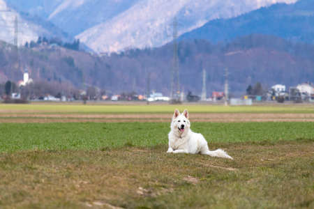 White Swiss Shepherd Dog on a field outside. Adult berger blanc breed.の写真素材