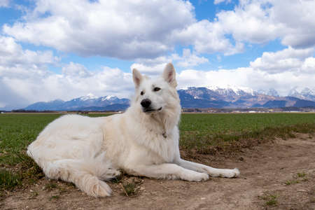 White Swiss Shepherd Dog on a field outside. Adult berger blanc breed.の写真素材