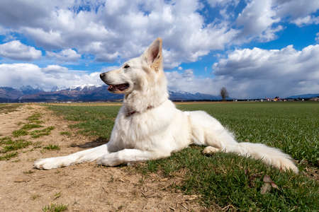 White Swiss Shepherd Dog on a field outside. Adult berger blanc breed.の写真素材