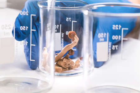 Researcher putting magic mushrooms in a laboratory glass bottle tweezers for psilocybin extraction.