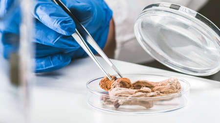 Scientist examining magic mushrooms with a loupe and tweezers in a petri dish at laboratory.の写真素材