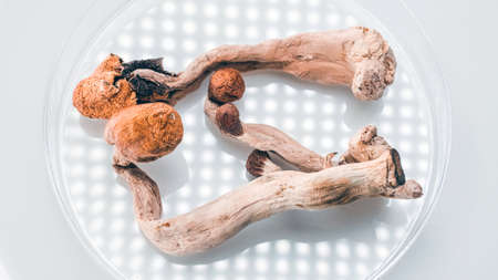 Magic Mushrooms in a petri dish. Psilocybin compound laboratory research.の写真素材