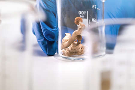 Magic Mushrooms in laboratory. Psilocybin science and research. Person examining fungi.の写真素材