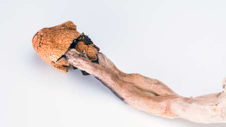 Magic Mushrooms on white background. Psilocybin compound laboratory research.の写真素材