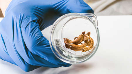 Magic Mushrooms in laboratory. Psilocybin science and research. Person examining fungi.の写真素材