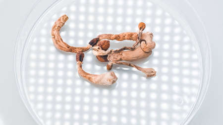 Magic Mushrooms in a petri dish. Psilocybin compound laboratory research.