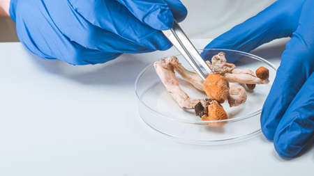 Magic Mushrooms in laboratory. Psilocybin science and research. Person examining fungi.の写真素材