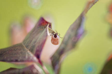 Engorged tick on a green leaf. Lyme disease caused by borrelia.