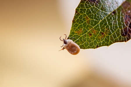 Engorged tick on a green leaf. Lyme disease caused by borrelia.の写真素材