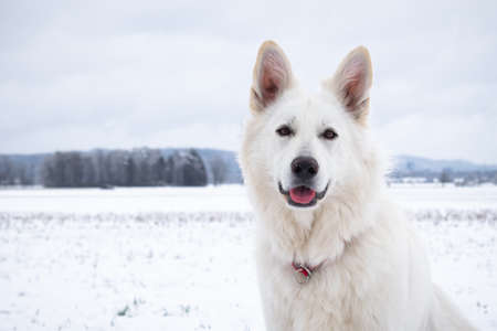 White Swiss Shepherd Dog on snow in winter. Adult berger blanc breed.の写真素材