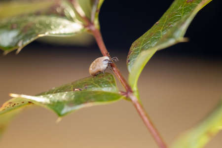 Engorged tick on a green leaf. Lyme disease caused by borrelia.