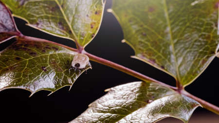 Engorged tick on a green leaf. Lyme disease caused by borrelia.の写真素材