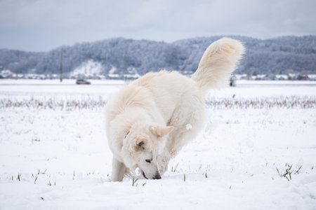 White Swiss Shepherd Dog on snow in winter. Adult berger blanc breed.
