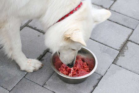 Feeding dog with a healthy raw meat food diet.の写真素材