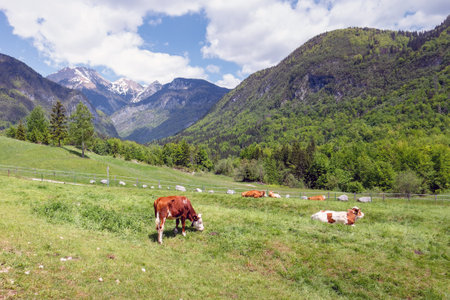 Cows grazing on alpine pasture. Grass finished beef. Happy cattle in nature.の写真素材