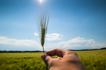 Grain-bearing parts of the green wheat holding in handの写真素材