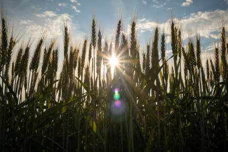 Grain-bearing parts of the green wheat, swaying in the breeze on sunset