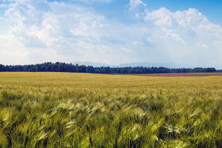 Ears of green grain swaying in the wind