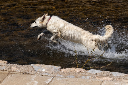 White Swiss Shepherd Dog outdoor portrait in nature.