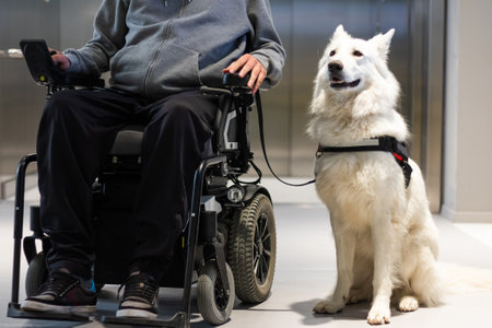Service dog giving assistance to disabled person on wheelchair.の写真素材