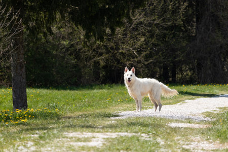 White Swiss Shepherd Dog outdoor portrait in nature.