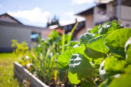 Raised bed in a vegetable home gardenの写真素材