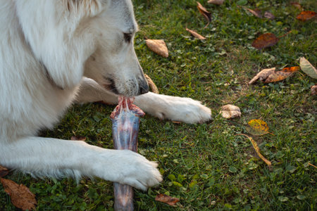 Dog eating healthy raw meat diet with bones.の写真素材