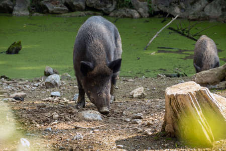 Wild boar, swine sus scrofa in a zoo