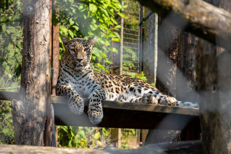 Leopard Panthera pardus portrait lyng at zooの写真素材