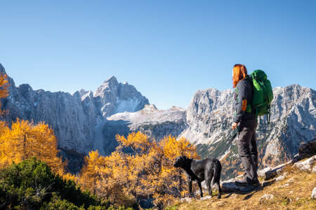 Woman and dog walking in mountains with golden larch trees in autumn.