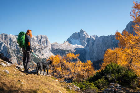 Beautiful golden larches in mountains at fall season.の写真素材
