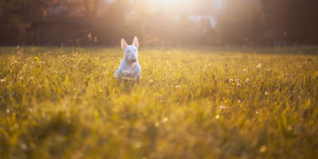 White Bull Rerrier on green grass at sunsetの写真素材